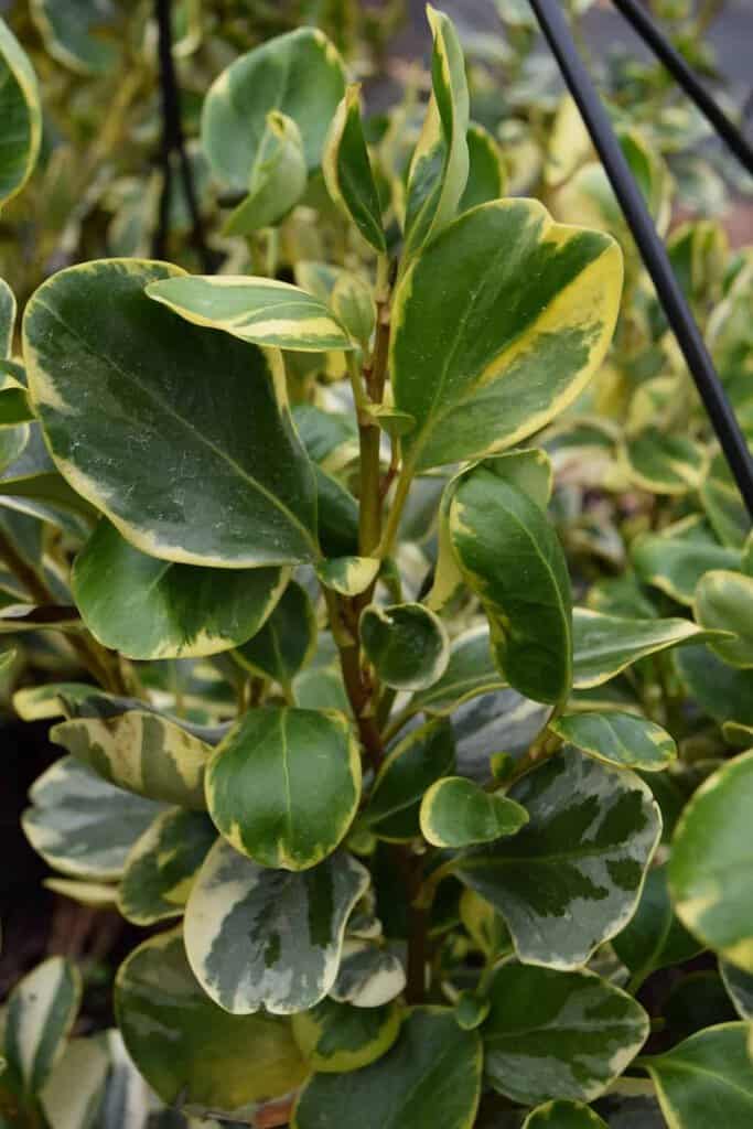 Griselinia littoralis 'Variegata' 30-40 cm